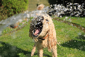 Hund, der sich bei Hitzewelle mit Wasser aus einem Schlauch abkühlt.