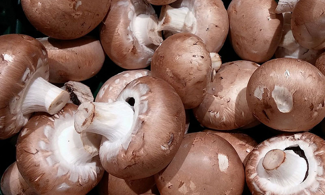 Ein Enzym aus dem Champignon kommt in einer neuen biokatalytischen Methode Grazer ChemikerInnen zum Einsatz. Foto: pixabay