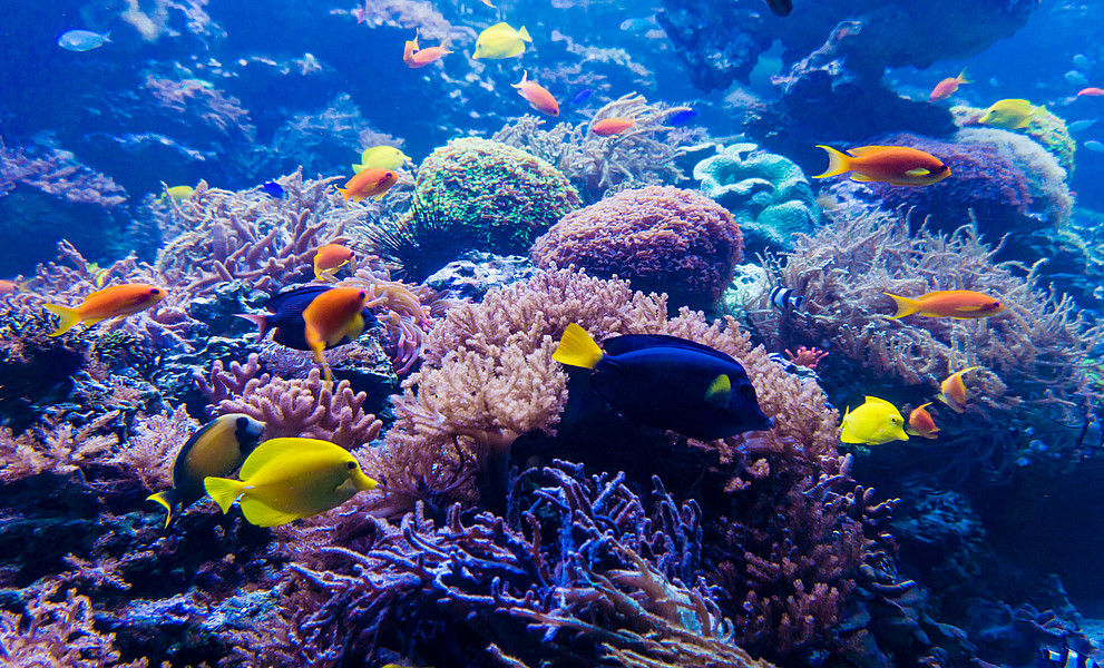 Unterwasserlandschaft mit Korallen, Schwämmen und Fischen 
