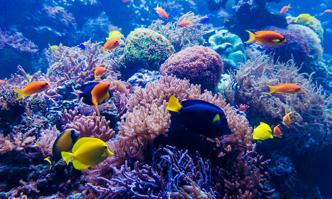 Unterwasserlandschaft mit Korallen, Schwämmen und Fischen 