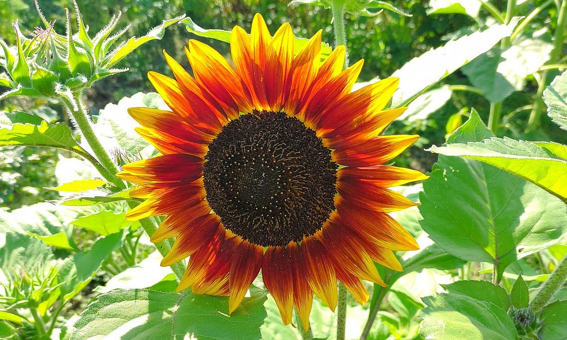 Sonnenblume, Blume, Garten