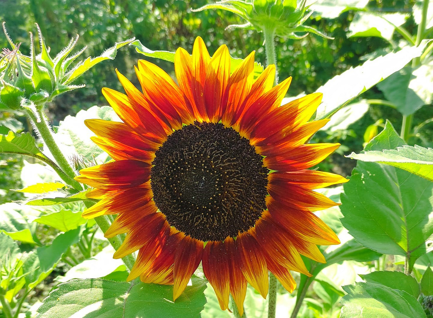 Sonnenblume, Blume, Garten ©Uni Graz/R. Ortlieb