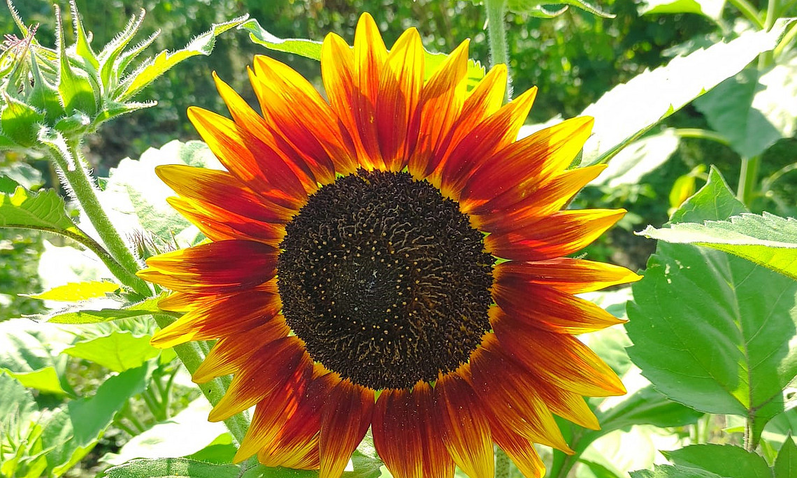 Sonnenblume, Blume, Garten