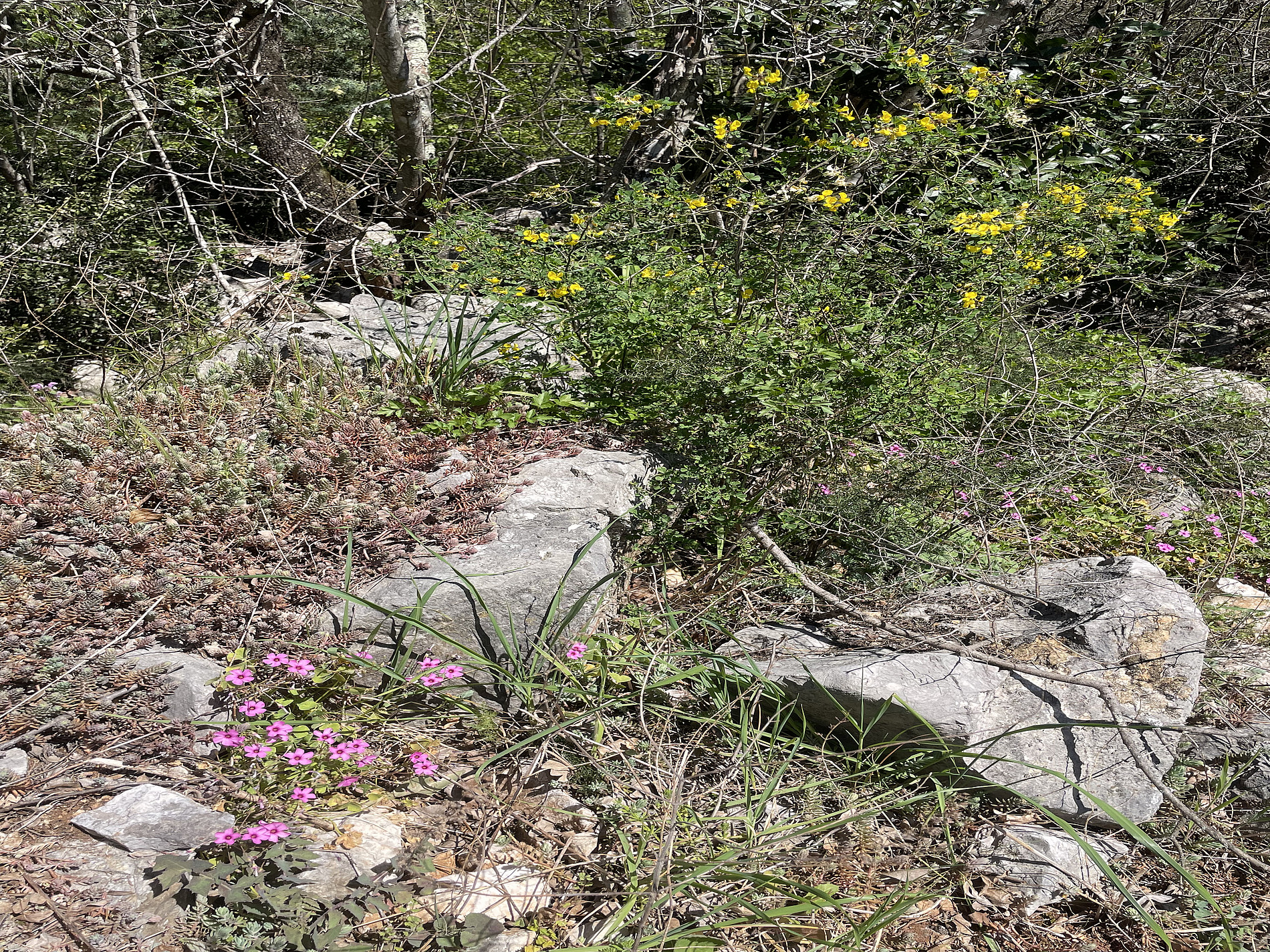 Flowers in the Karst 