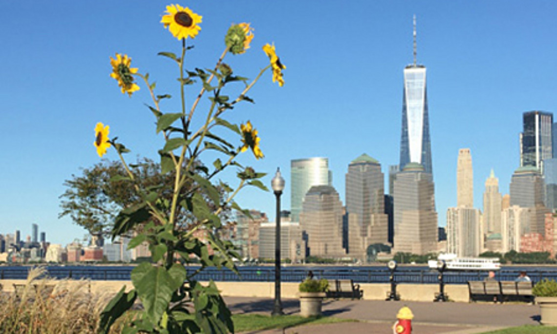 Durch die Blume: ForscherInnen zeigen, wie der Schutz der Umwelt und der Wirtschaft – im Hintergrund der Financial District in New York – unter einen Hut gebracht werden können. Foto: Pamela MacElwee 