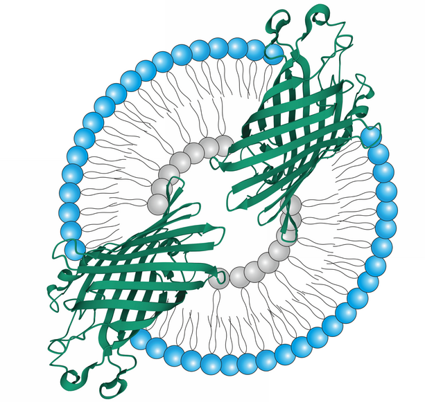 Asymmetrisches Vesikel mit Protein 