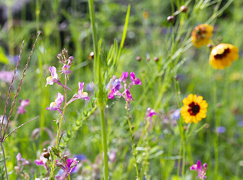 Blühwiese der Universität Graz ©Uni Graz/angelemichael