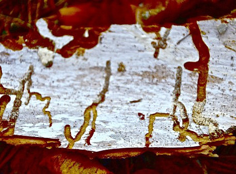 Fressspur Borkenkäfer, 2011 