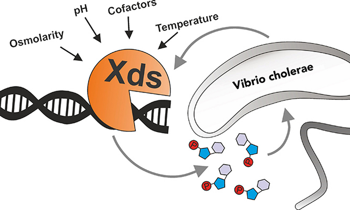 Das Enzym Xds spielt für den Cholera-Erreger Vibrio cholerae eine wesentliche Rolle. WissenschafterInnen haben das seltene Enzym jetzt erstmals biochemisch beschrieben und erforscht, welche Faktoren für dessen Fitness relevant sind. Grafik: Katharina Preßler.