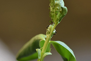 Die Ameisen holen sich Wasserstoffperoxid von Blattläusen und bekämpfen damit Pilzerkrankungen. Foto: Uni Graz/Jason Rissanen