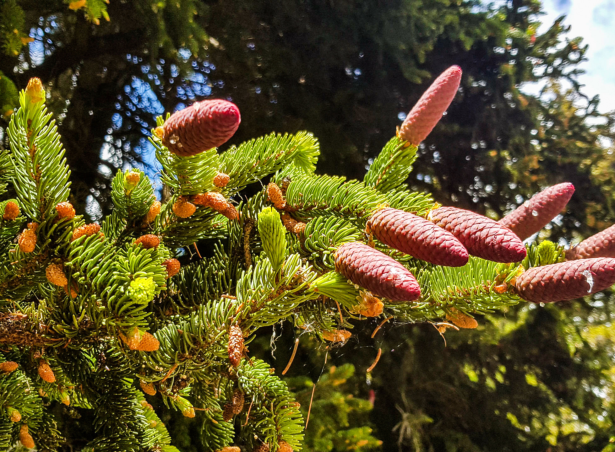 Ecology and evolution of mastseeding in forest ecoystems 