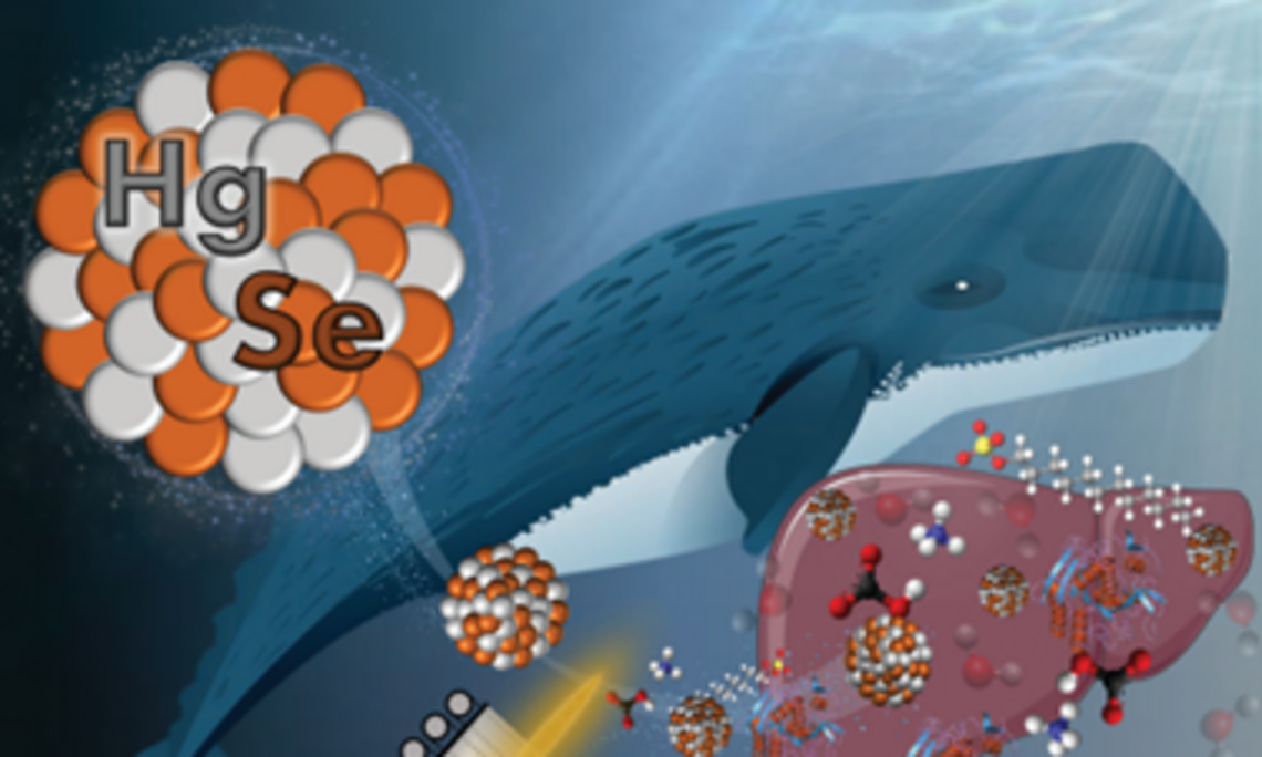 graphical abstract showing the formation of HgSe NPs