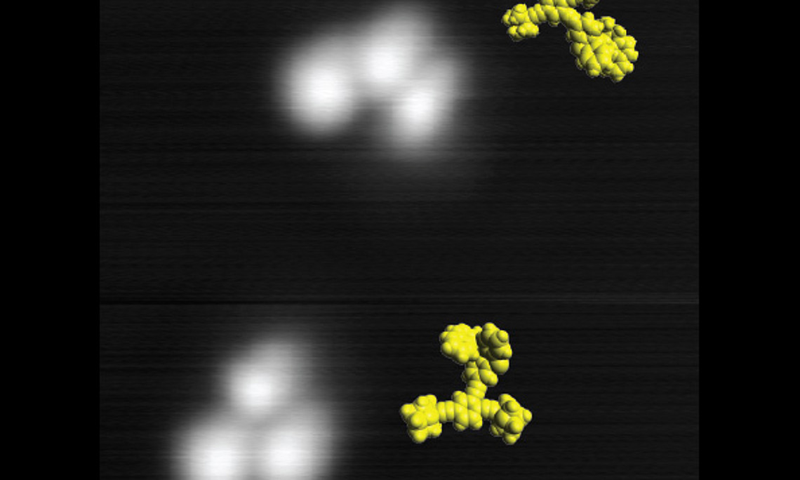 Bahnbrechende Entwicklung: Zwei Nano-Maschinen (weiß) auf einer 8x8 Nanometer großen Kupferoberfläche (grau), aufgenommen bei -267° mit einem Rastertunnelmikroskop. In Gelb die Molekül-Modelle der Maschinen. Foto: Uni Graz/Grill