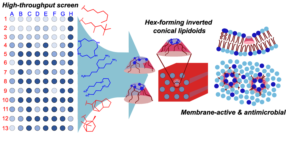Antimicrobial screening of lipidoids 