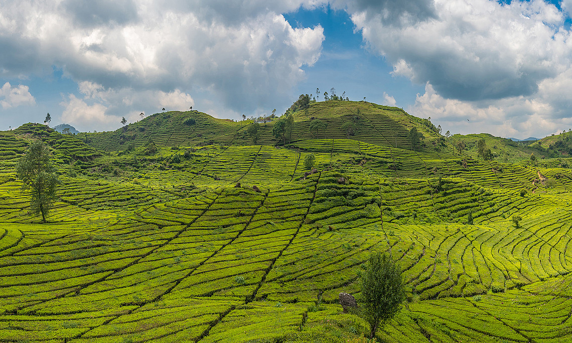 Panoramablick auf eine Teeplantage in Java