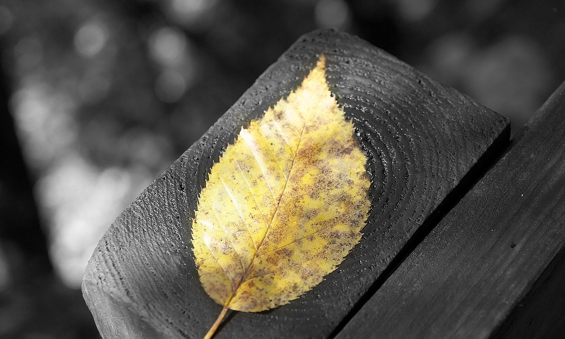 Blatt, gold, schwarzer Rahmen