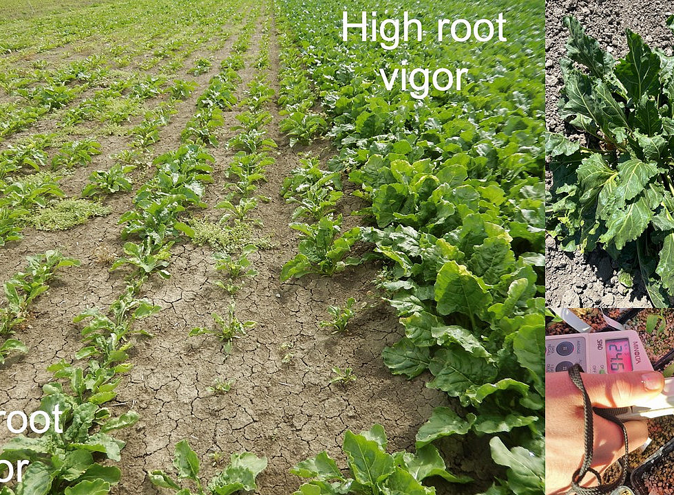 Precision Phenotyping for Enhanced Root Vigor in Sugar Beet 