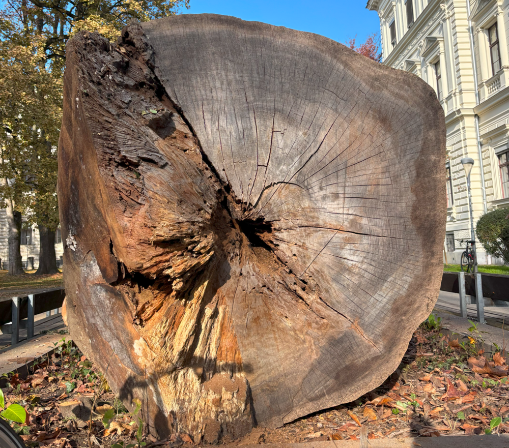Querschnitt des Totholzbaumes ©Uni Graz/happevalentin
