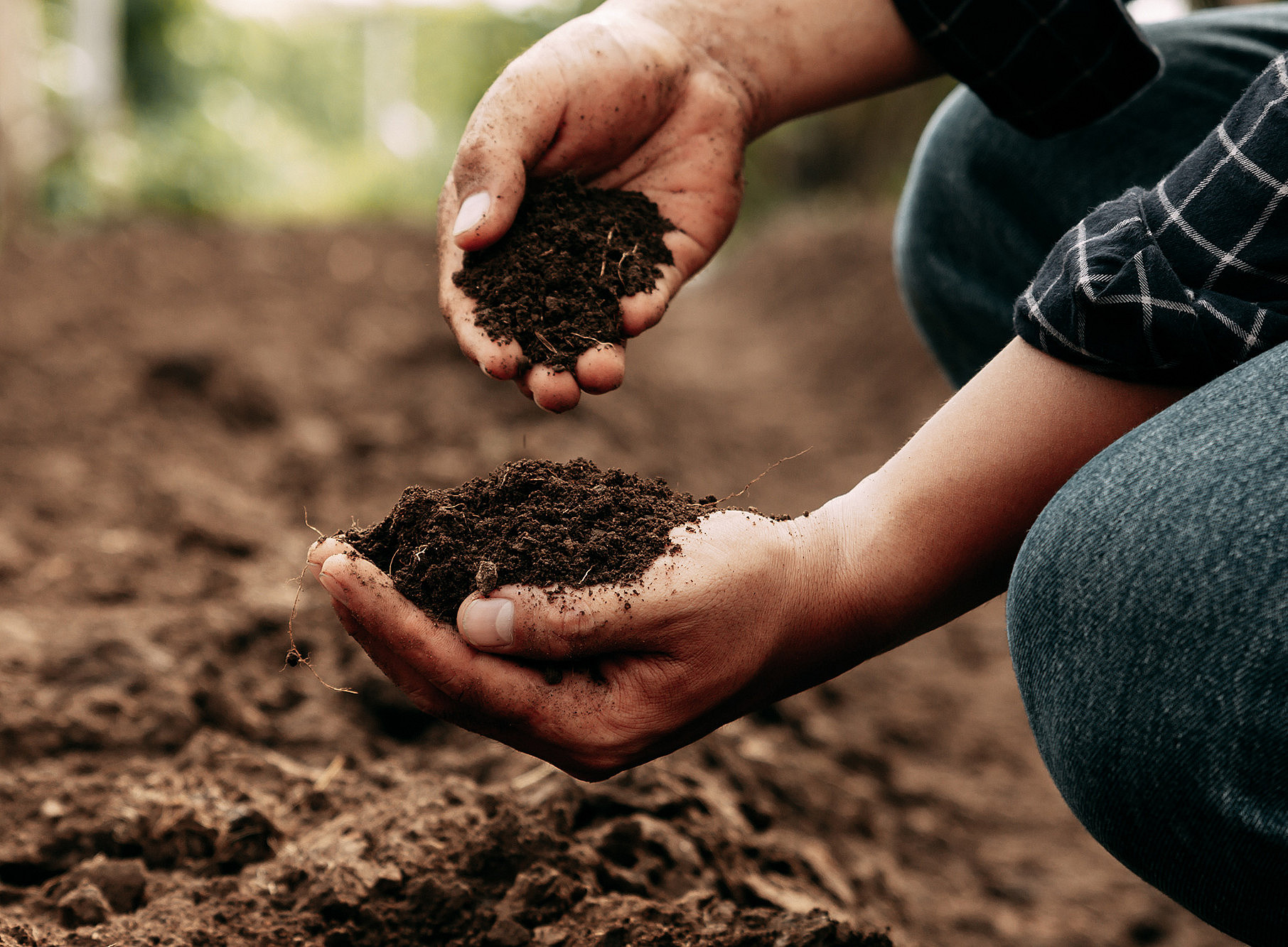 Hands of a person inspecting soil health 