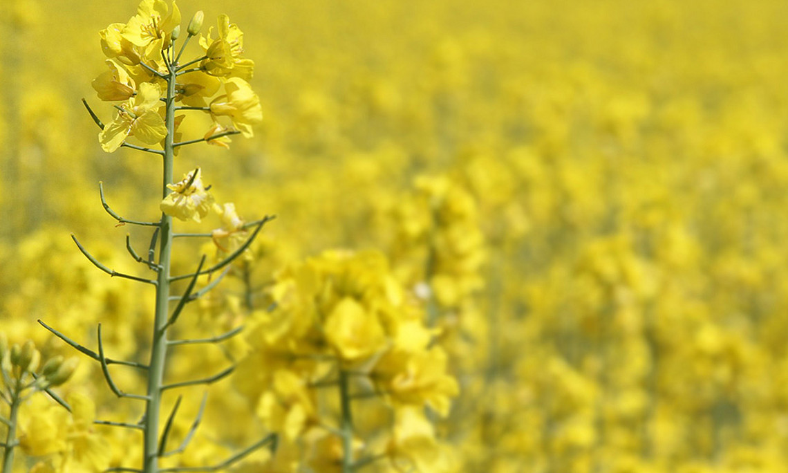 Ein Zuviel an Monokulturen gefährdet unser aller Zukunft, mahnt der Österreichische Biodiversitätsrat. Foto: Pixabay