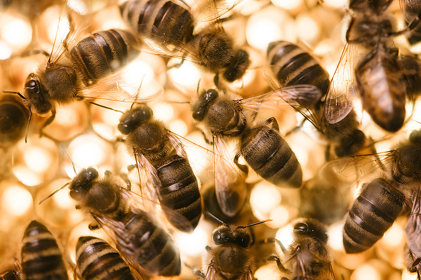 Gelée Royal fungiert bei Bienen gleichsam als Impfstoff, um den Nachwuchs vor Krankheiten zu schützen. Foto: Uni Graz/Kernasenko
