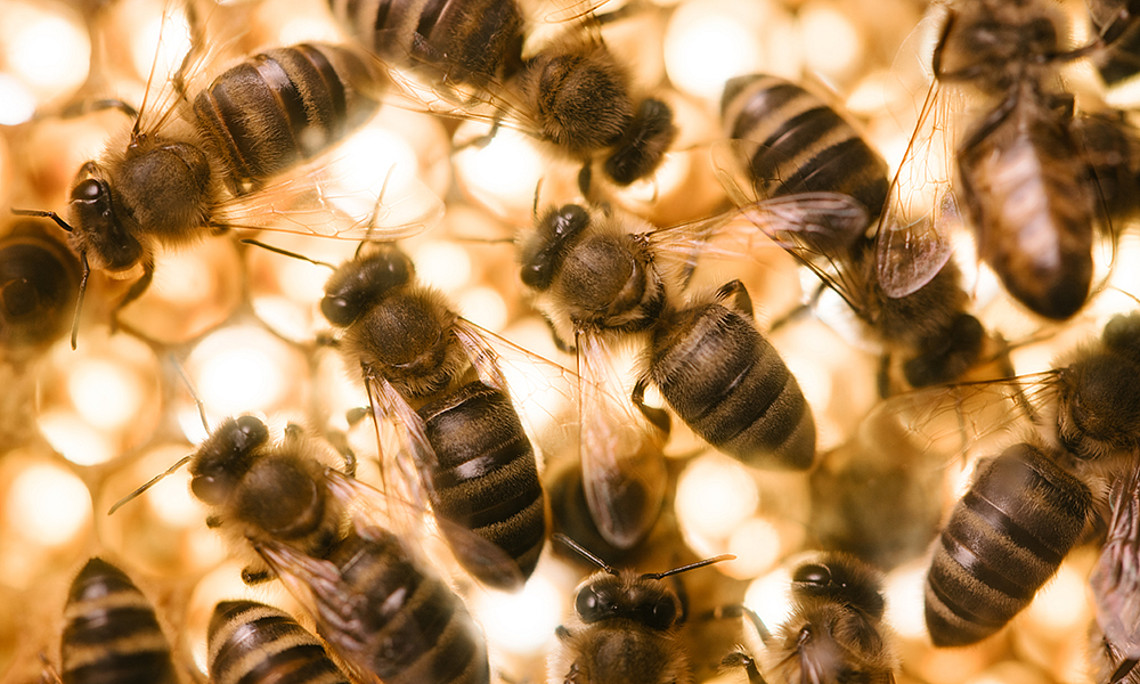 Gelée Royal fungiert bei Bienen gleichsam als Impfstoff, um den Nachwuchs vor Krankheiten zu schützen. Foto: Uni Graz/Kernasenko