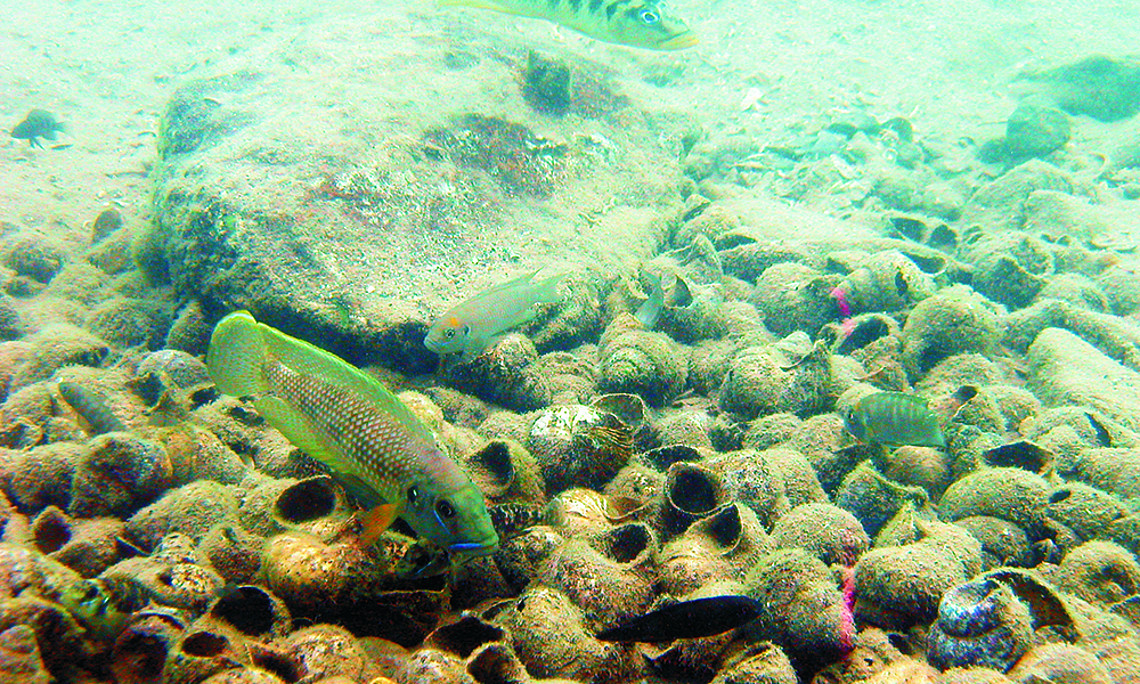 Buntbarsche im Tanganjikasee häufen leere Schneckenhäuser zu Nestern auf. Foto: Uni Graz/Koblmüller