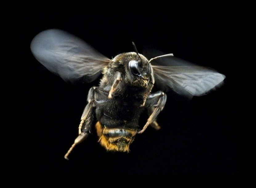 Neuroethology of spatial orientation in insects 