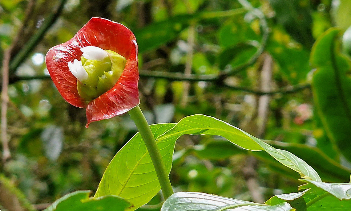 Psychotria elata CR