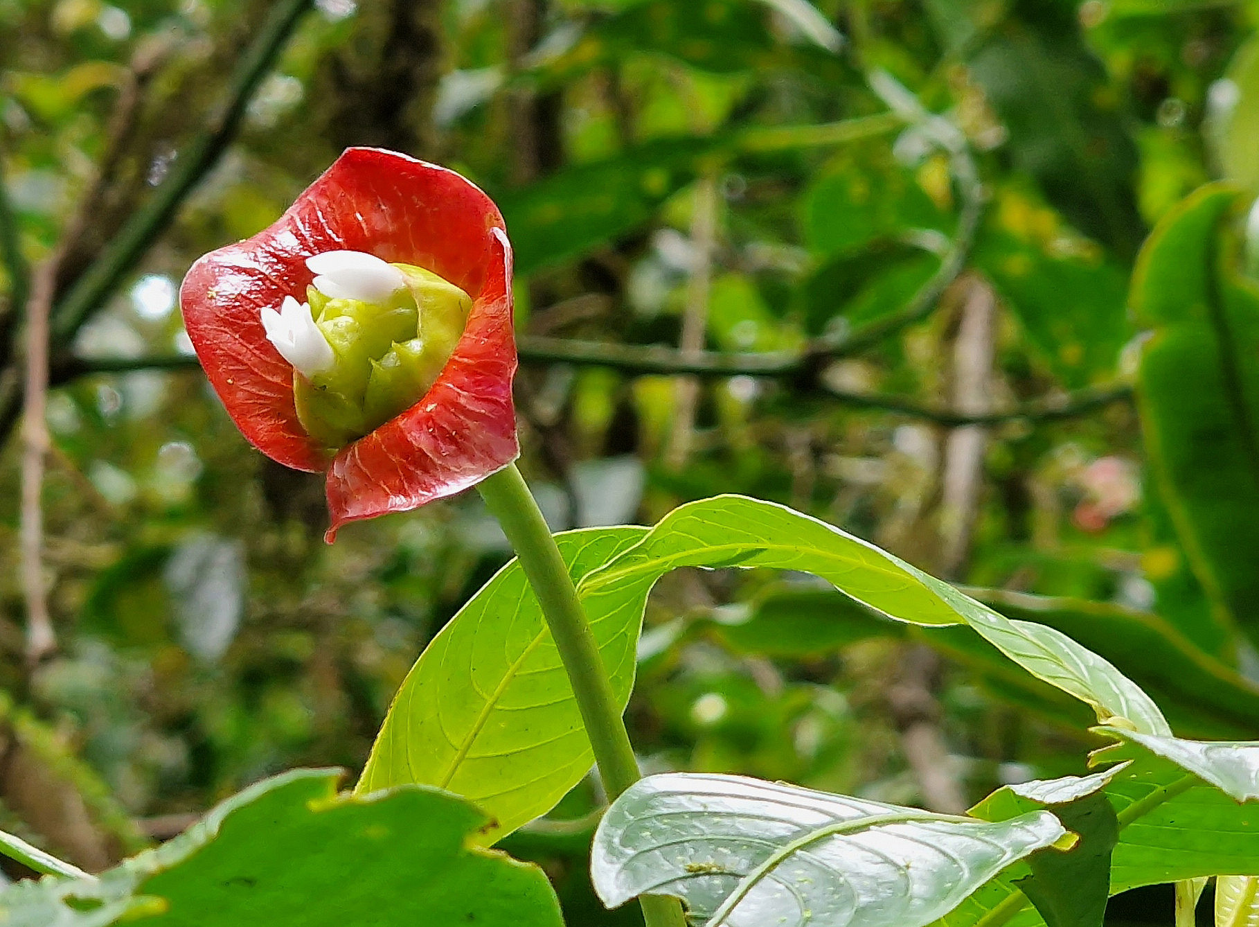 Psychotria elata CR ©Uni Graz / Ulli Grube