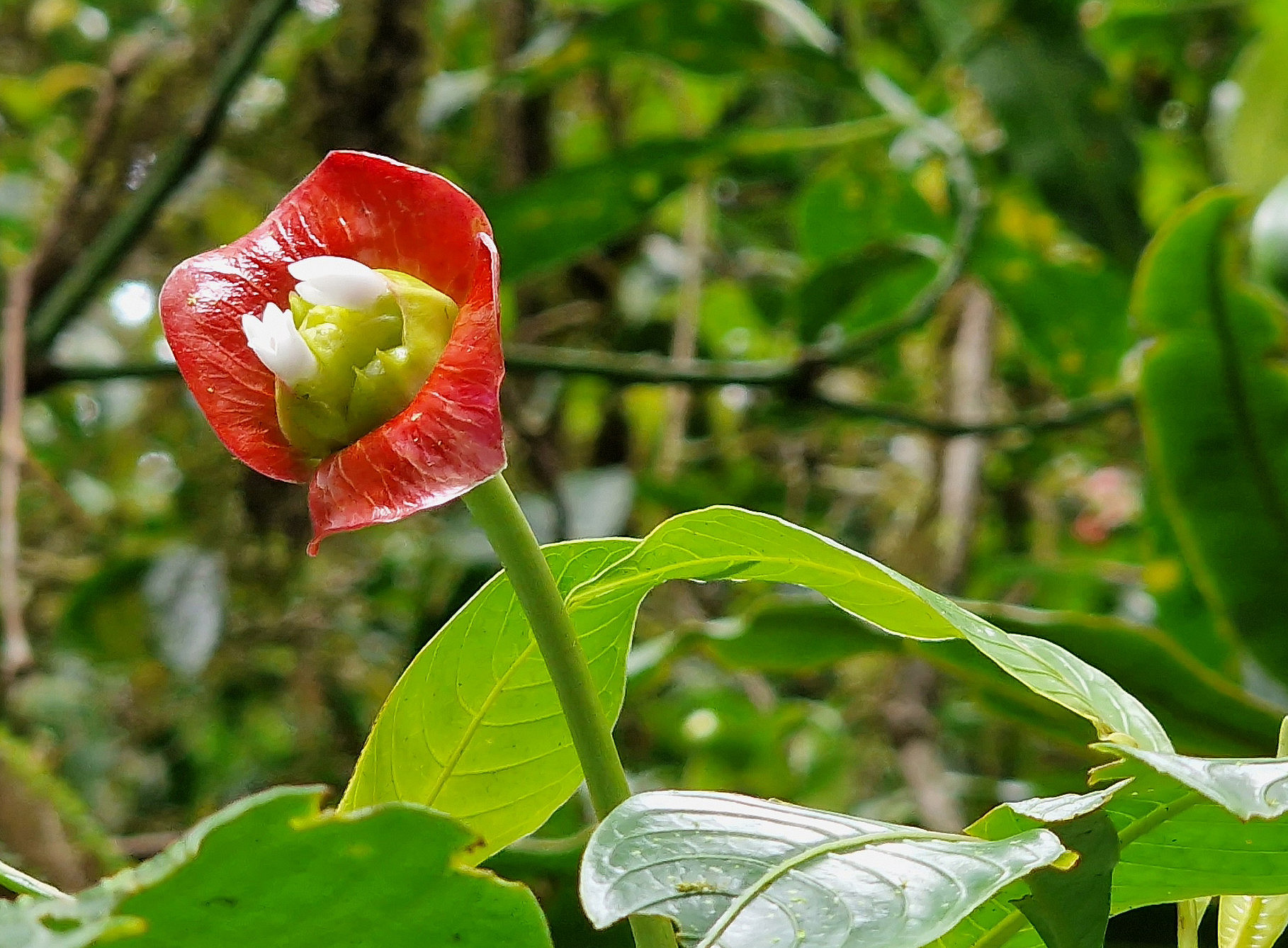 Psychotria elata CR ©Uni Graz / Ulli Grube