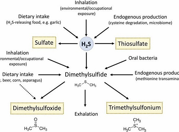 graphical depiction of H2S metabolism ©Lajin, graphical abstract TOXICOLOGY LETTERS 2024