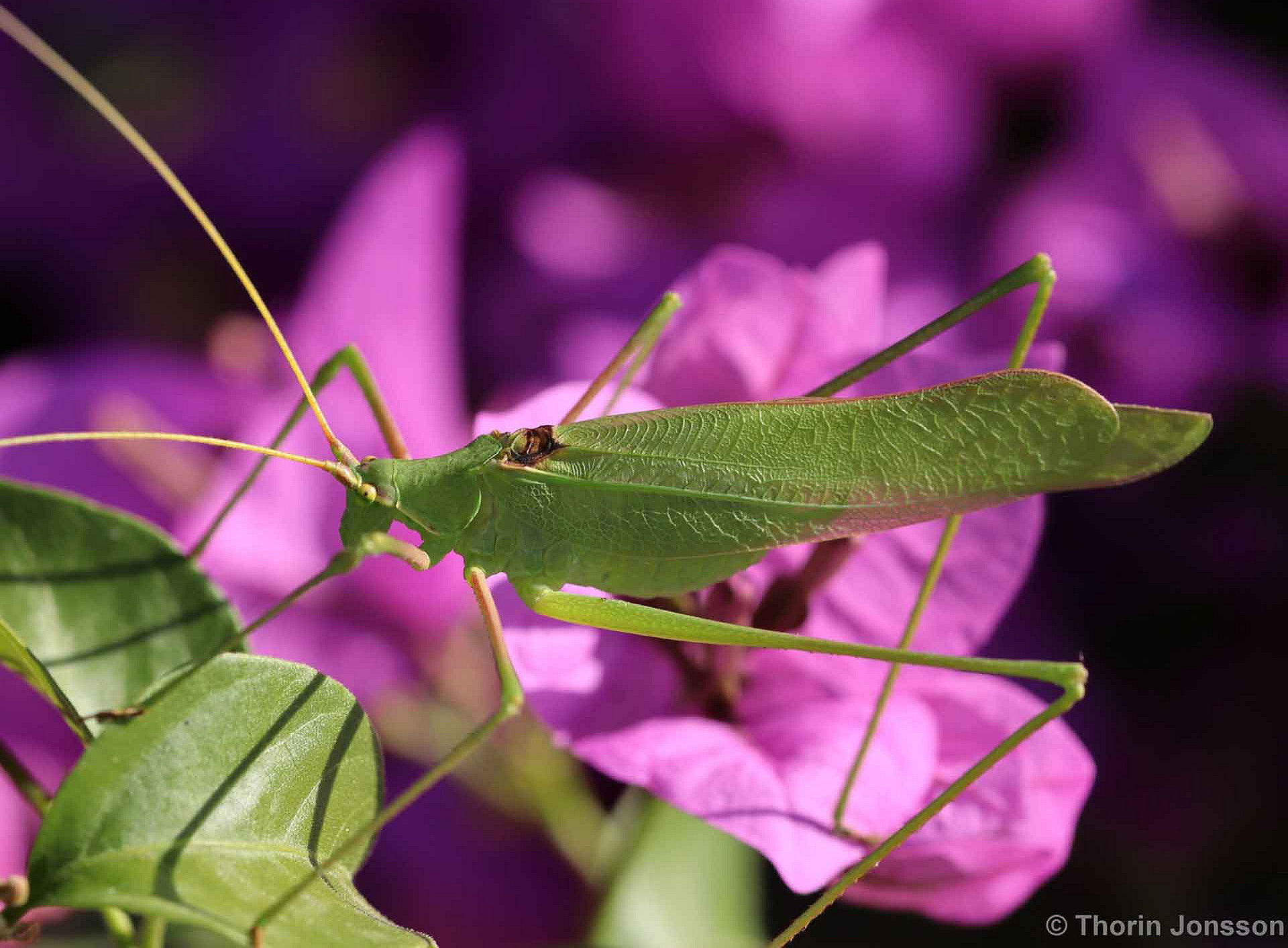 A grasshopper sits on a twig with leaves 