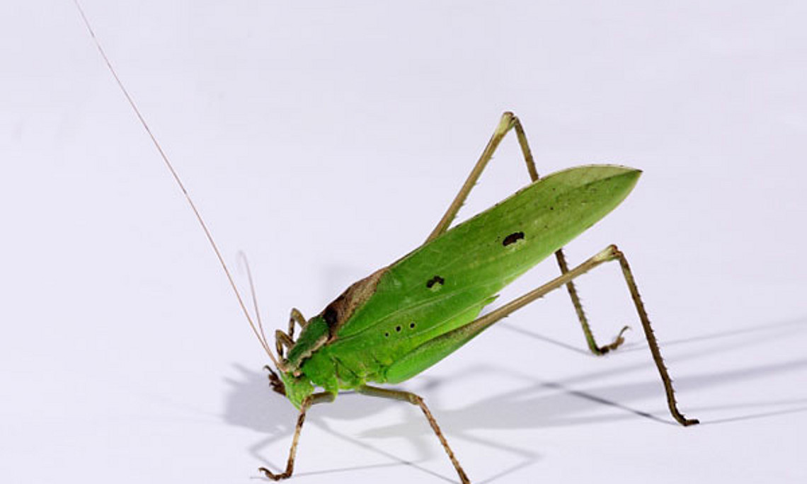 Die tropische Laubheuschrecke Mecopoda elongata. Foto: Wolfgang Gessl, Zoologie/Uni Graz