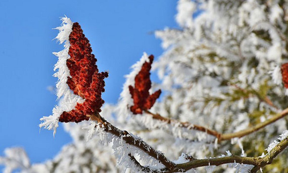 Knospen auf Baum mit Raureif. Foto pixabay