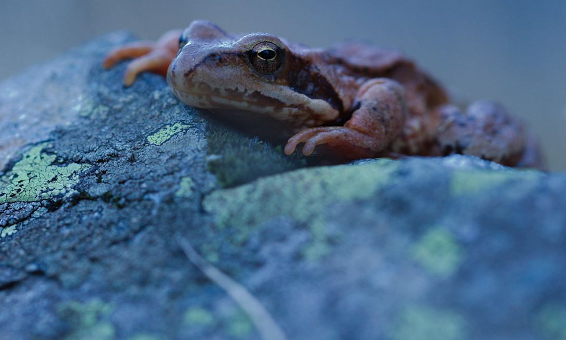 Frog on a stone 