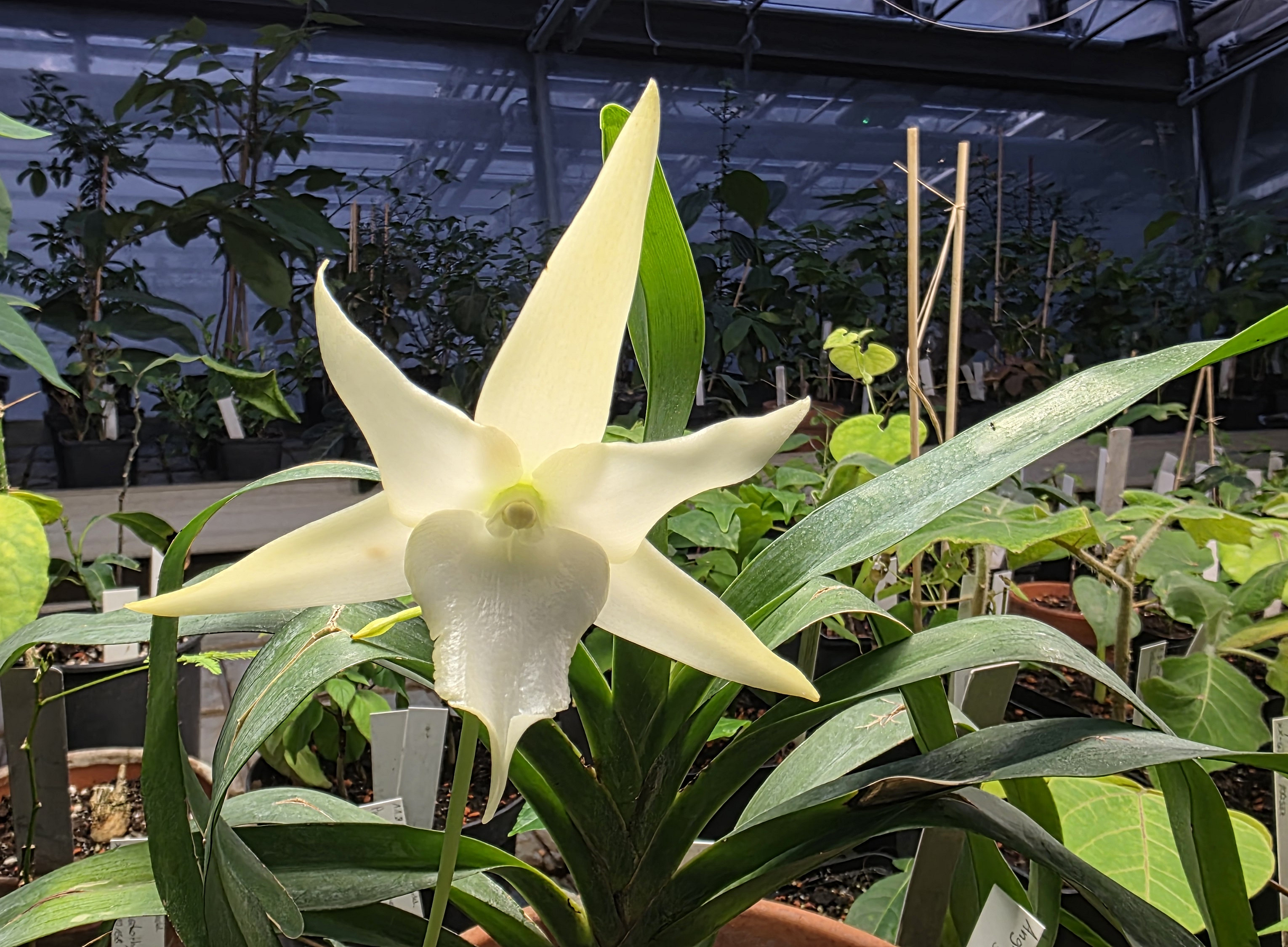 Angraecum ©Uni Graz/U. Grube