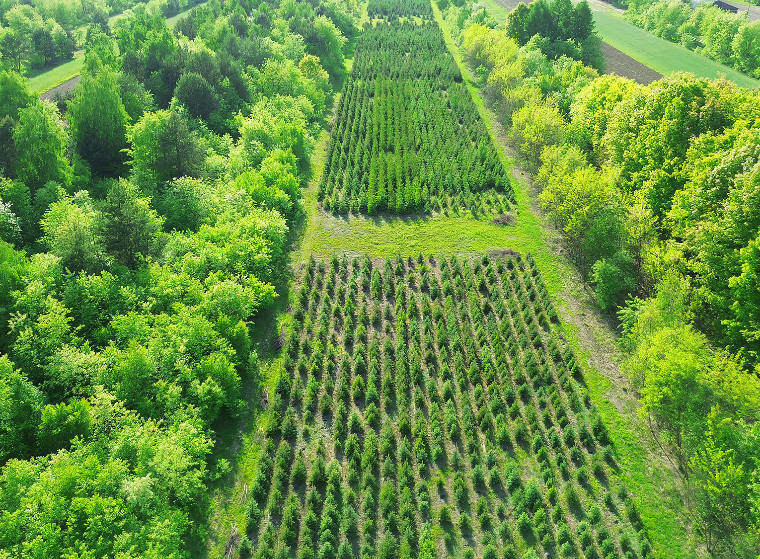 Reforestation saplings planted in neat rows 