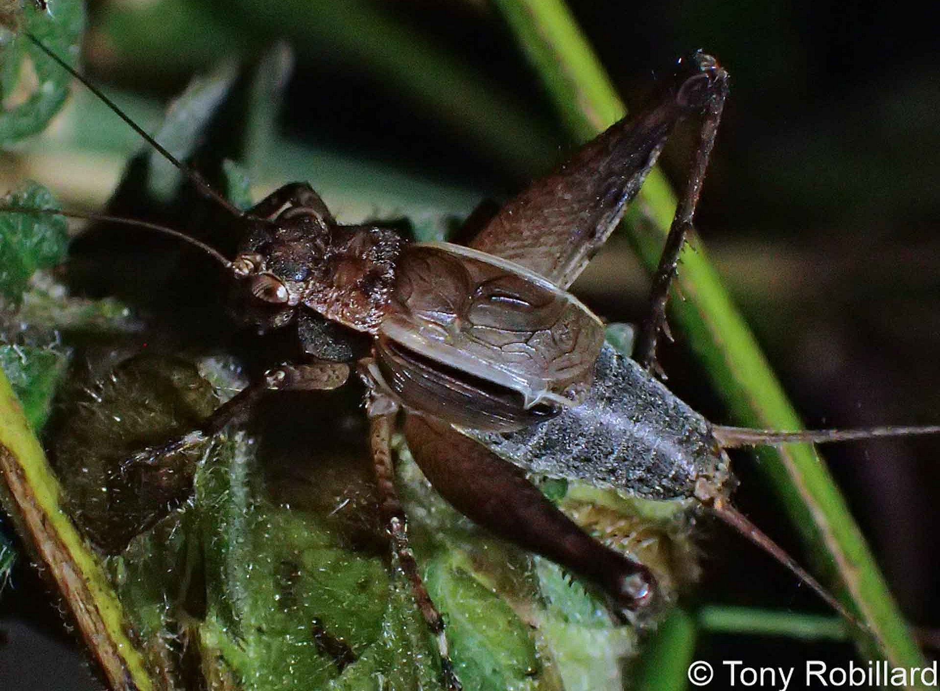 Grille Pseudolebinthus 