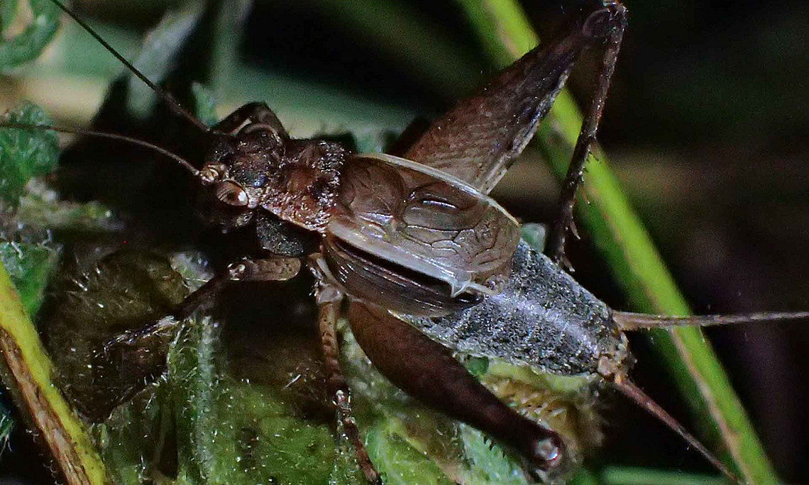 Grille Pseudolebinthus