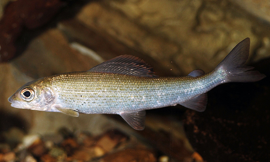 Die Europäische Äsche. Foto: ursprünglich gepostet auf Flickr als "Thymallus thymallus" von Gilles San Martin, Lizenz CC BY-SA 2.0 https://creativecommons.org/licenses/by-sa/2.0/deed.de