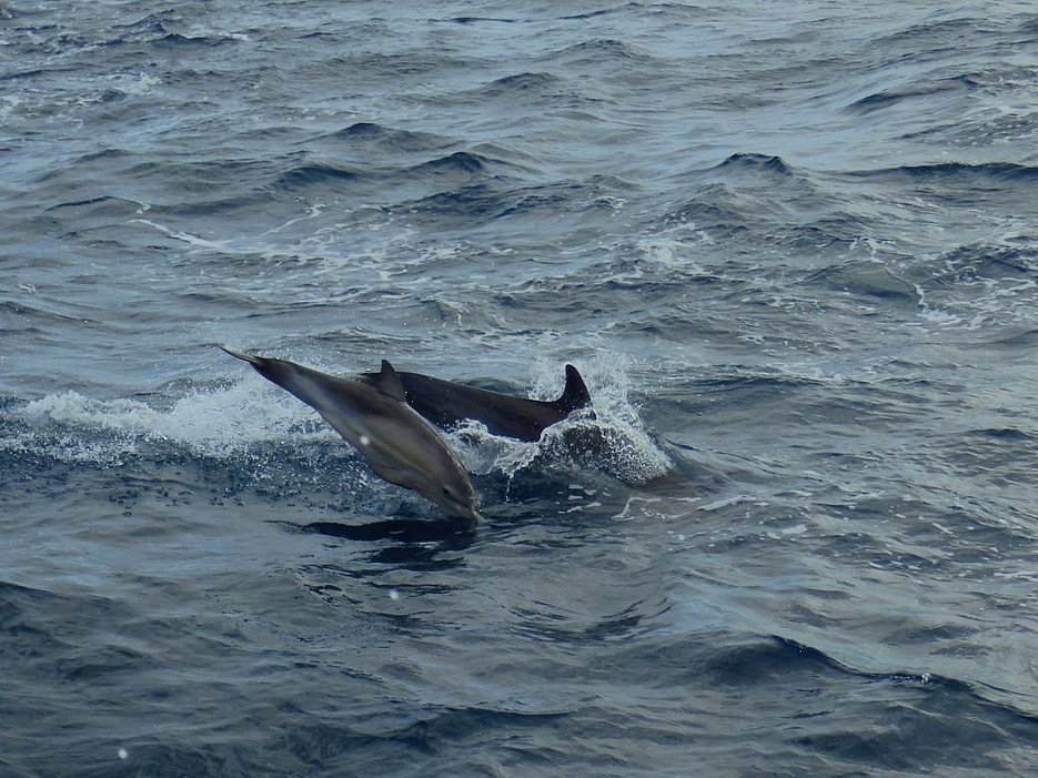 Bootstour mit Delphinsichtung ©Global Diary | Lisa Magnes
