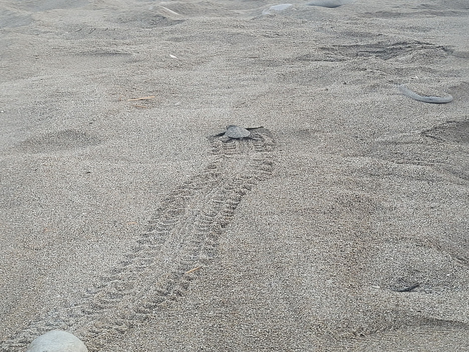 schildkröte auf dem weg ins meer ©Global Diary | Wiesauer