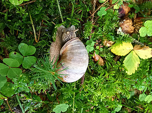 Un caracol en el suelo del bosque simboliza la duración del proyecto EQui-T ©Katharina Maitz