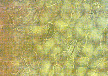 Plantaginis ©Uni Graz/Franz Bucar