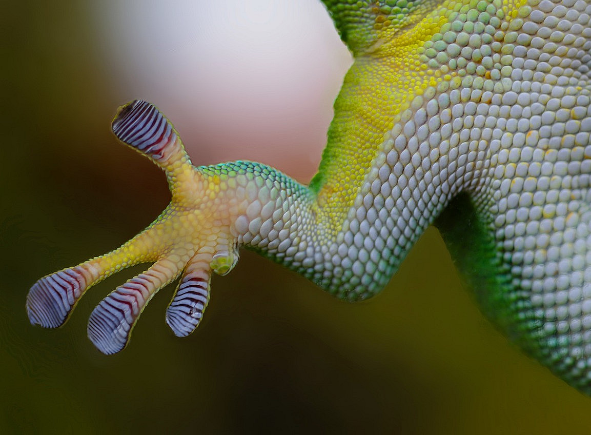 Fuß eines Geckos ©Rudy und Peter Skitterians by Pixabay