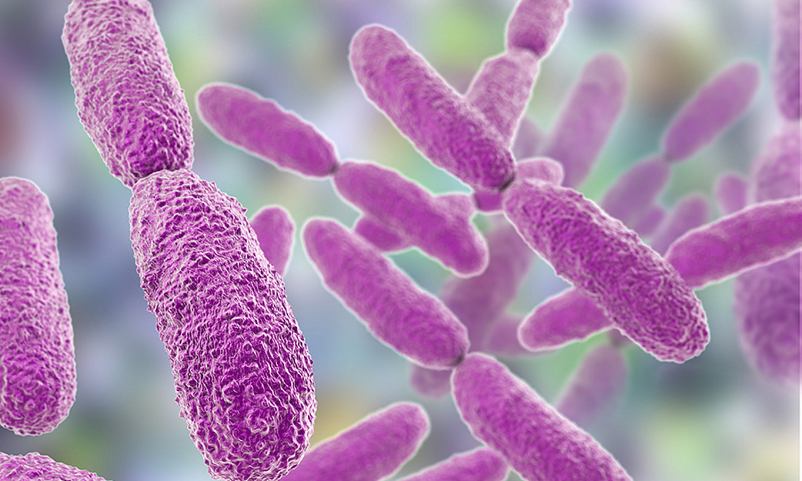 Das Bakterium Klebsiella oxytoca kann eine schwere Darmerkrankung auslösen. ForscherInnen haben nun herausgefunden, welche Strategien das Bakterium dabei anwendet. Foto: shutterstock/Kateryna Kon.
