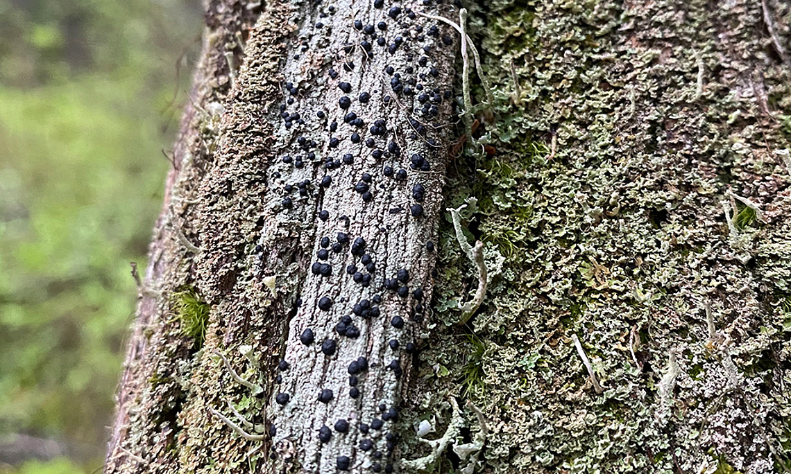 Anders als gedacht: ForscherInnen haben entdeckt, dass auch viele Flechtenpilze die genetische Ausstattung besitzen, um Holzbestandteile wie zum Beispiel Zellulose zu zersetzen. Foto: Uni Graz/Resl 