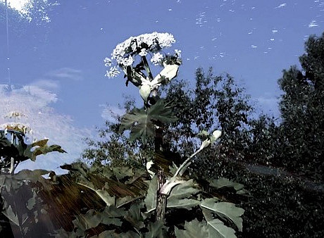 Ansicht einer künstlerischen Arbeit mit dem Thema Samen. Eine weiße Blume und im Hintergrund Wälder und blauer Himmel. ©Bubu Moisashvili, Bending Towards Obscure, 2025. Foto: Gabriela Valdespino