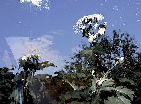 Ansicht einer künstlerischen Arbeit mit dem Thema Samen. Eine weiße Blume und im Hintergrund Wälder und blauer Himmel. ©Bubu Moisashvili, Bending Towards Obscure, 2025. Foto: Gabriela Valdespino